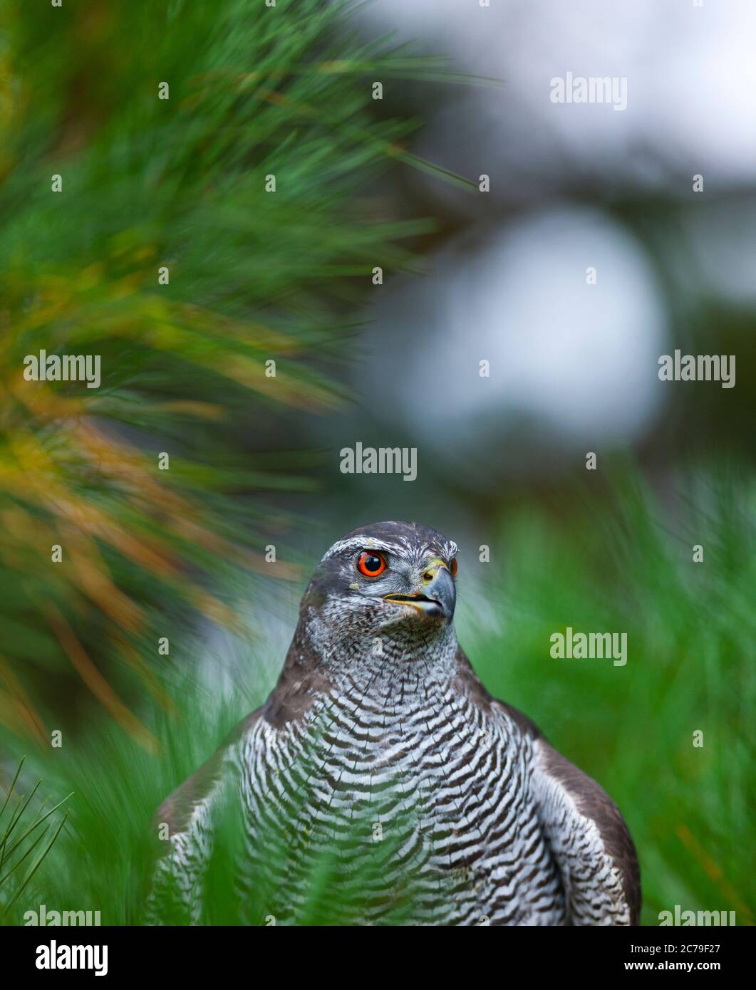 PALOMON DU NORD - AZOR COMUN (Accipiter gentilis) Banque D'Images