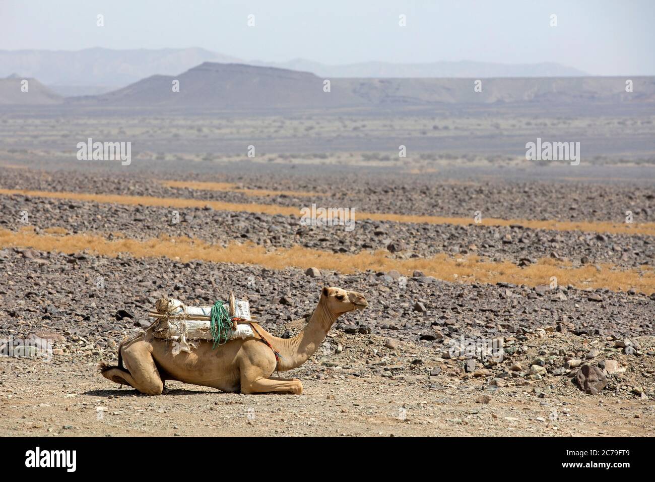 Chameau se reposant dans la dépression de Danakil, endroit le plus bas et le plus chaud sur Terre et site où l'on a trouvé la Lucy fossile d'Australopithecus, Éthiopie, Afrique Banque D'Images