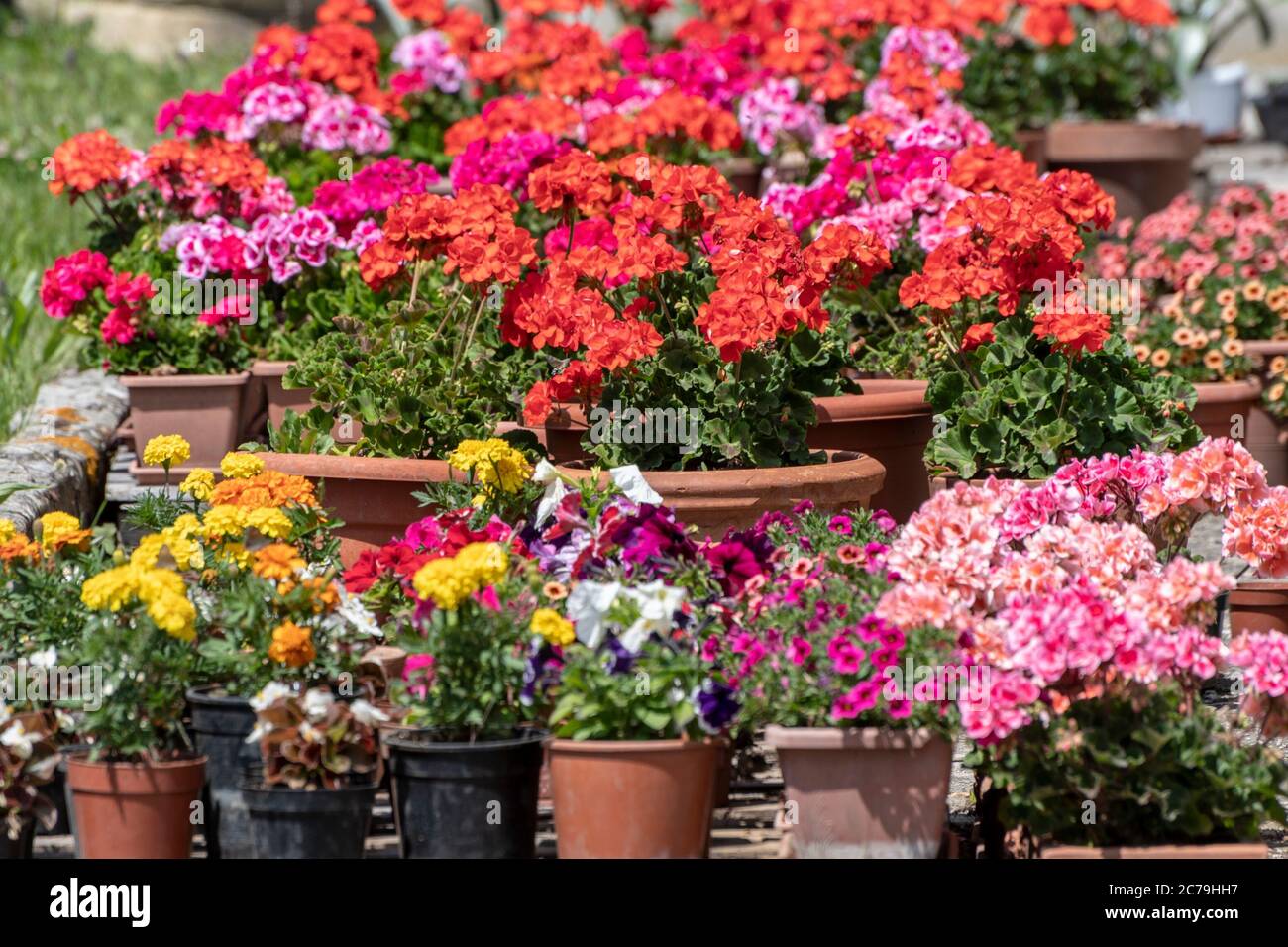 Belle composition de fleurs colorées dans le jardin d'une maison Banque D'Images
