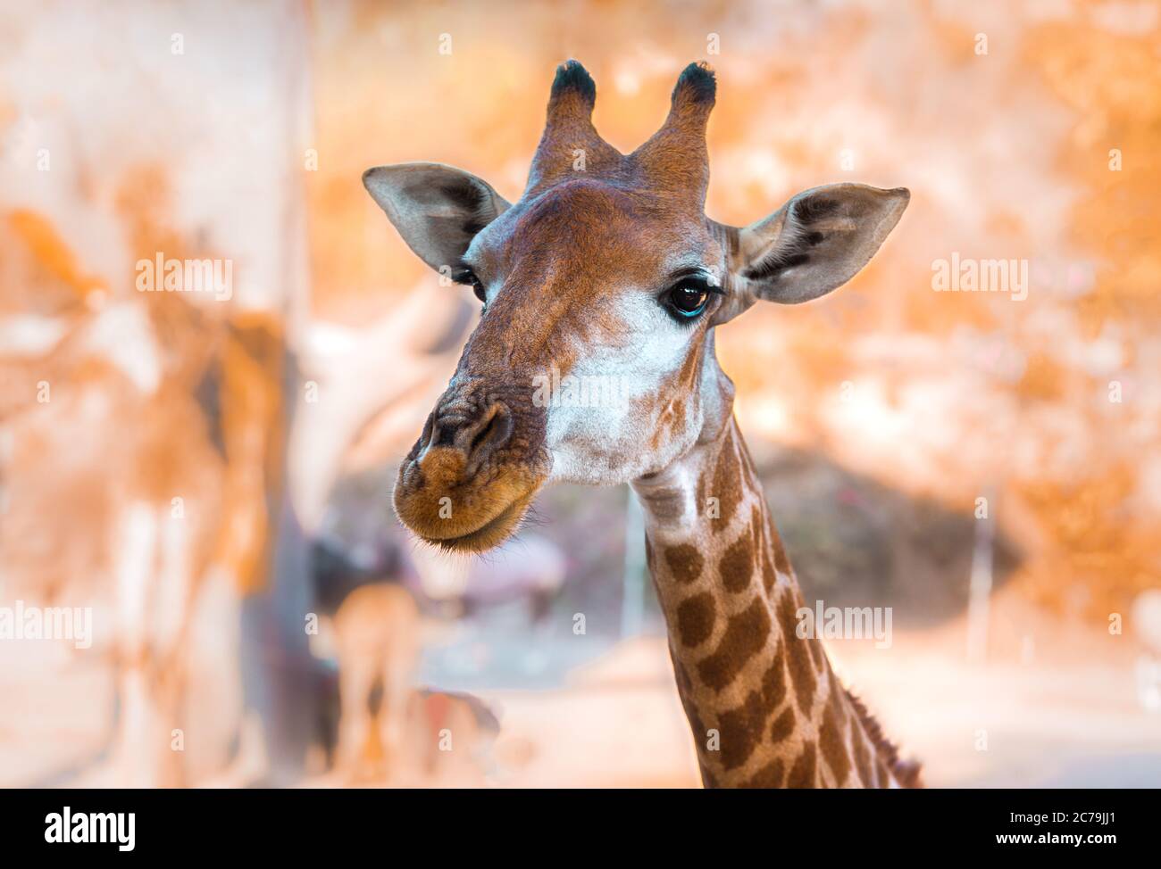 Gros plan d'une tête de girafe curieuse regardant la caméra. Le plus grand ruminant Banque D'Images