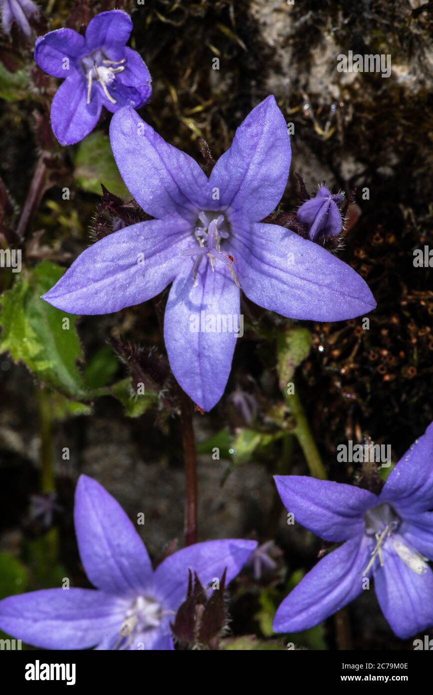 Bellflower serbe (Campanula poscharskyana), Campanulacées Banque D'Images