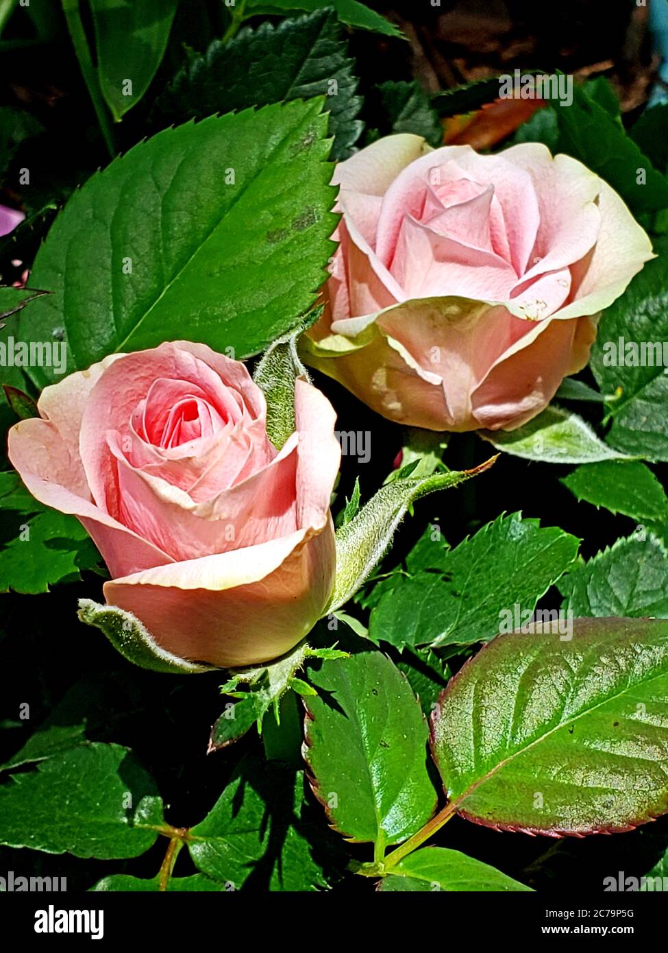 Boutons roses pastel classiques Banque D'Images