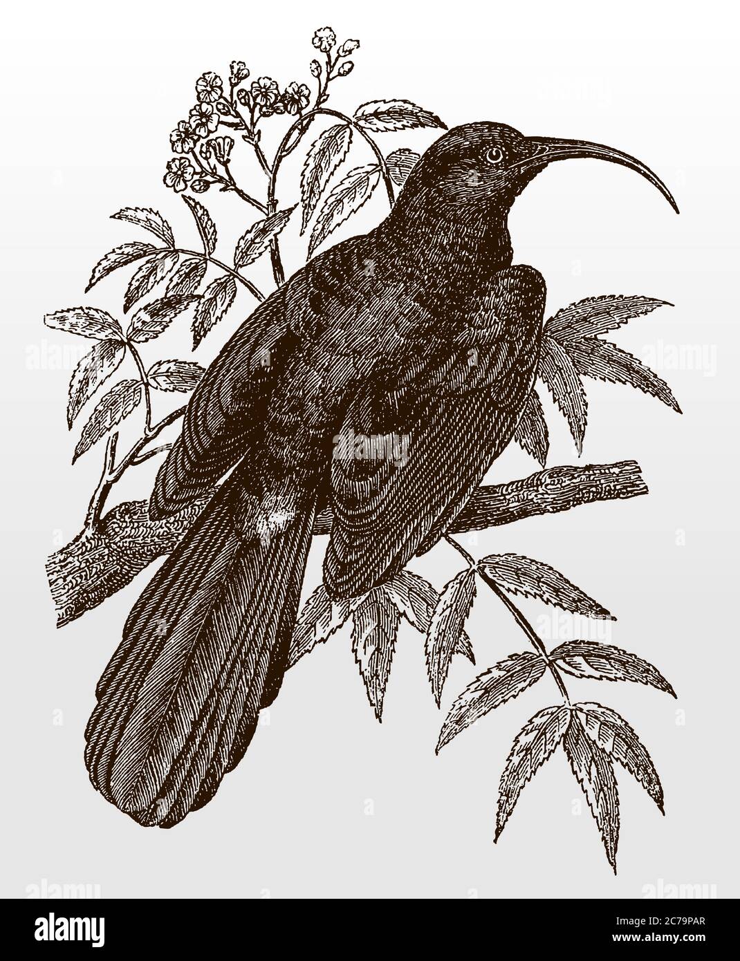 Le slimitarbill commun, le rhinopomatus cyanomelas, un oiseau africain dans la vue arrière assis sur une branche feuillue, après une illustration antique de 19c Illustration de Vecteur