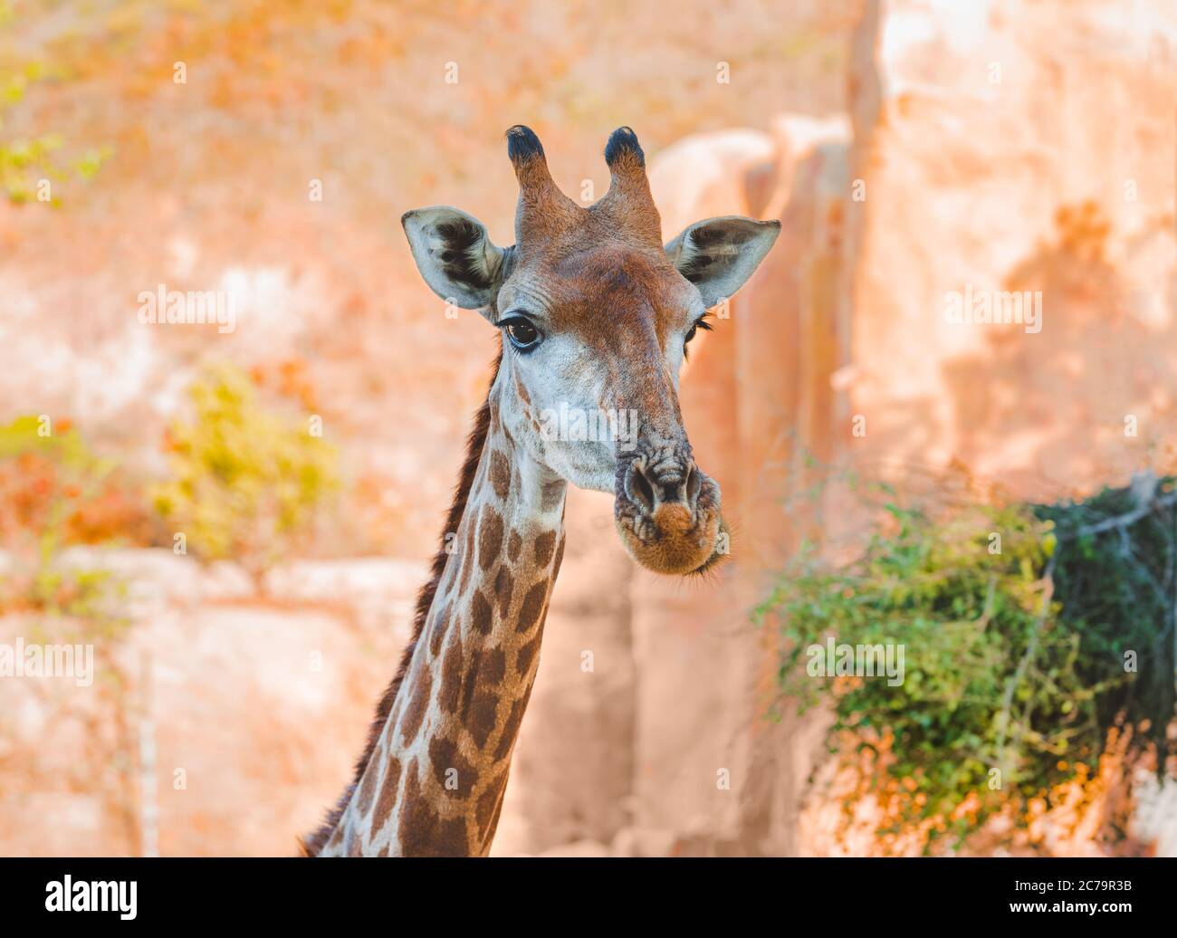 Gros plan d'une jolie tête de girafe dans le parc national. Le plus grand ruminant. Banque D'Images