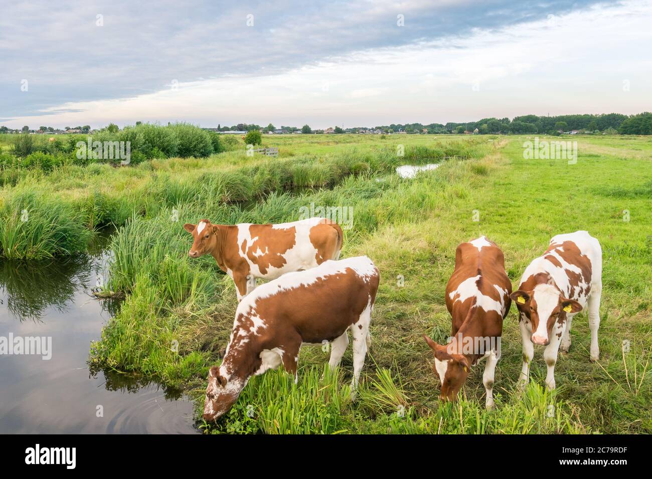 Les vaches boivent dans un fossé rempli d'eau dans le paysage néerlandais de la polder Banque D'Images
