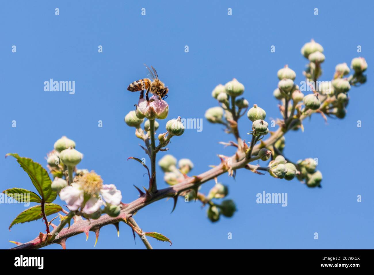 Abeille prenant le nectar d'une fleur sur une ruée Banque D'Images