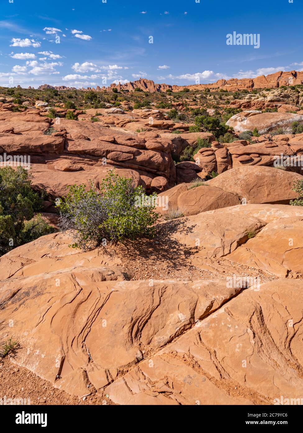 Petrified Dunes, parc national d'Arches, Utah, États-Unis Banque D'Images