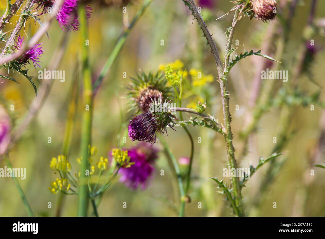 Vue sur une plante de chardon isolée à fleur pourpre (cirsium vulgare) en bande de champ de fleurs. Fond multicolore flou. Allemagne Banque D'Images