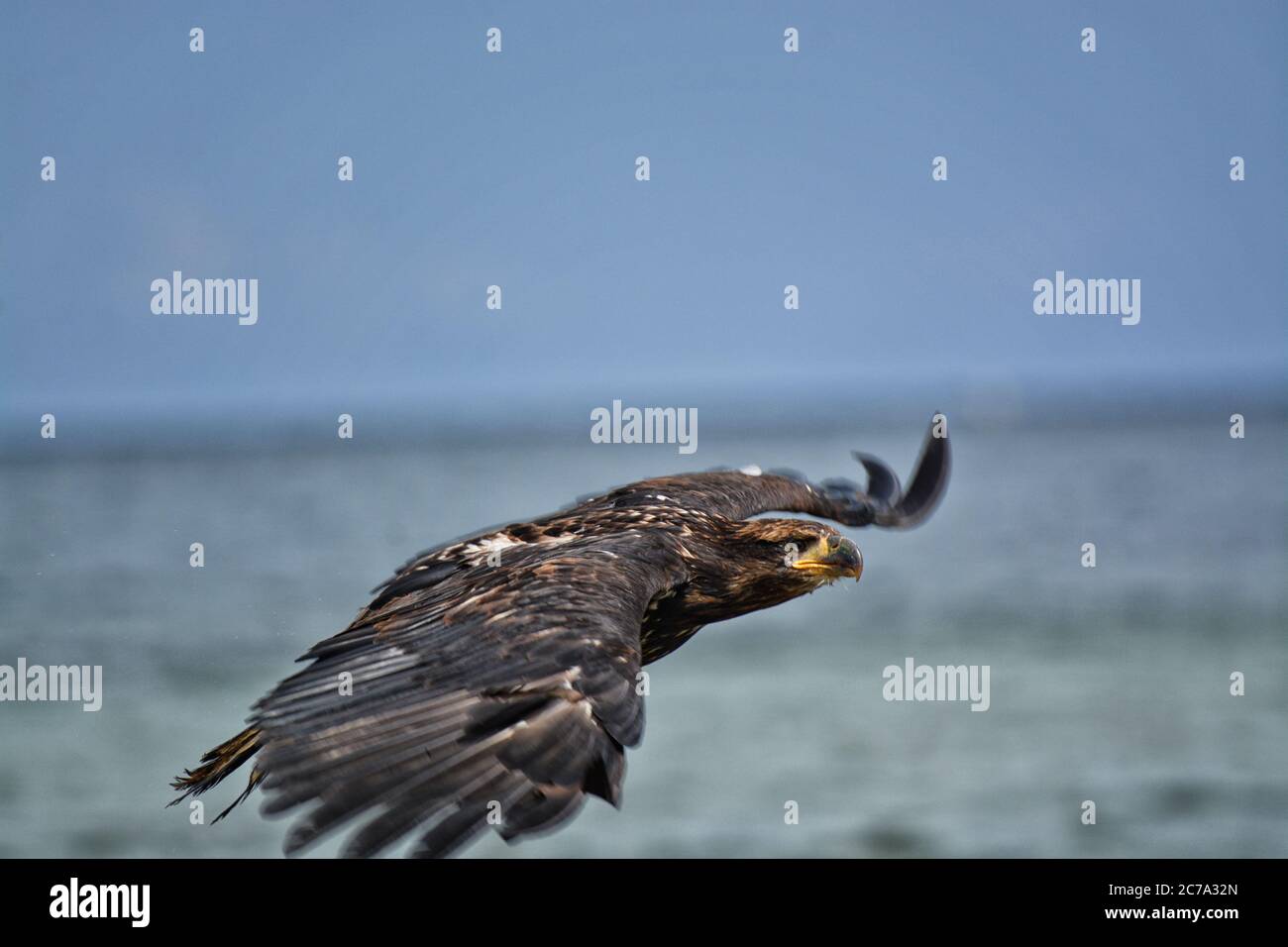 Vue latérale d'un aigle à tête blanche immature volant bas avec des ailes étirées. Banque D'Images