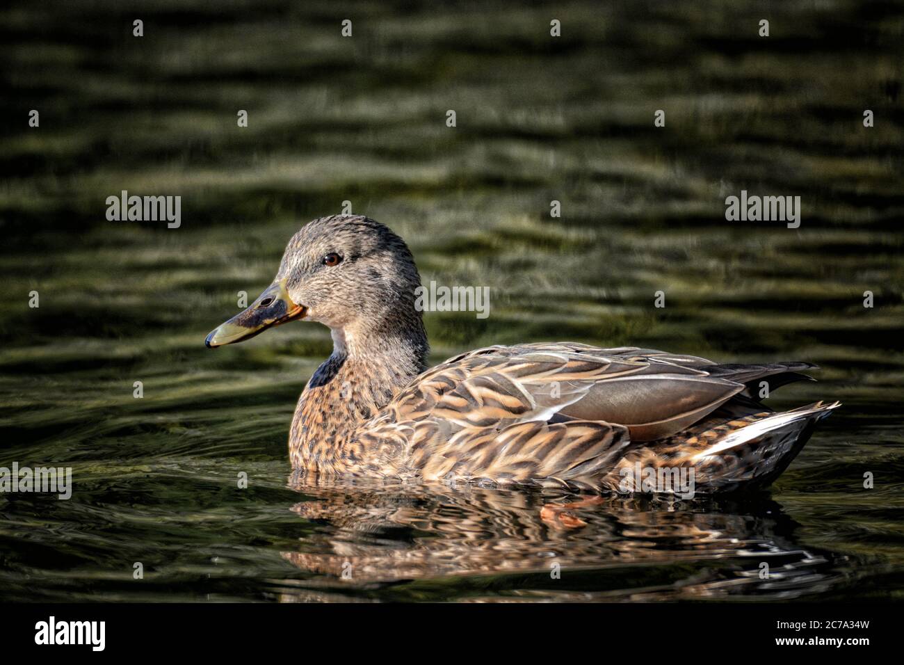 Nageant femelle canard colvert au soleil. Banque D'Images