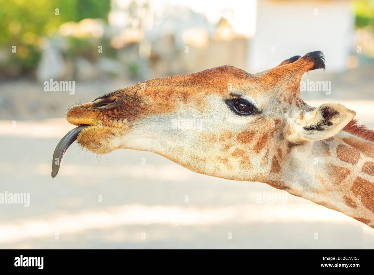 Gros plan d'une jolie tête de girafe amusante montrant la langue dans le parc national. Banque D'Images
