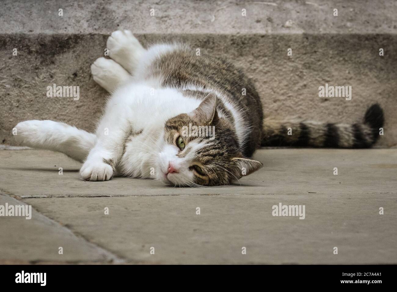 Downing Street, Londres, Royaume-Uni. 15 juillet 2020. Larry, le chat de Downing Street et le chef Mouser, se plaît clairement en s'étiant et se roulant sur le trottoir à l'extérieur de la résidence officielle du Premier ministre pour ce qui ressemble au yoga de chat, en utilisant l'absence de la foule de presse habituelle pour prendre le plein règne de son territoire de Westminster. Le tabby, initialement adopté par Battersea Dog's Home et Cat's Home, est populaire auprès des visiteurs et bénéficie d'un large réseau social suivi. Crédit : Imagetraceur/Alamy Live News Banque D'Images