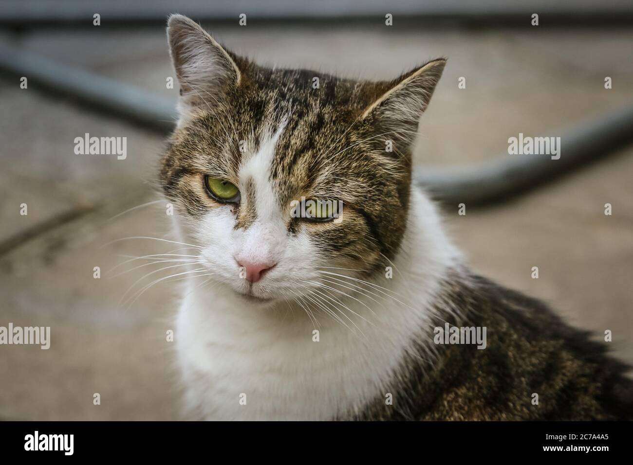 Yoga De Chat Banque D Image Et Photos Alamy