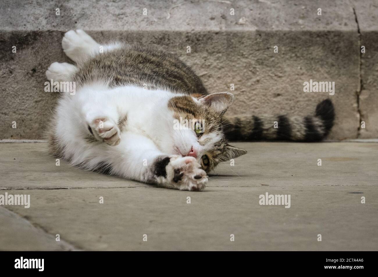 Downing Street, Londres, Royaume-Uni. 15 juillet 2020. Larry, le chat de Downing Street et le chef Mouser, se plaît clairement en s'étiant et se roulant sur le trottoir à l'extérieur de la résidence officielle du Premier ministre pour ce qui ressemble au yoga de chat, en utilisant l'absence de la foule de presse habituelle pour prendre le plein règne de son territoire de Westminster. Le tabby, initialement adopté par Battersea Dog's Home et Cat's Home, est populaire auprès des visiteurs et bénéficie d'un large réseau social suivi. Crédit : Imagetraceur/Alamy Live News Banque D'Images