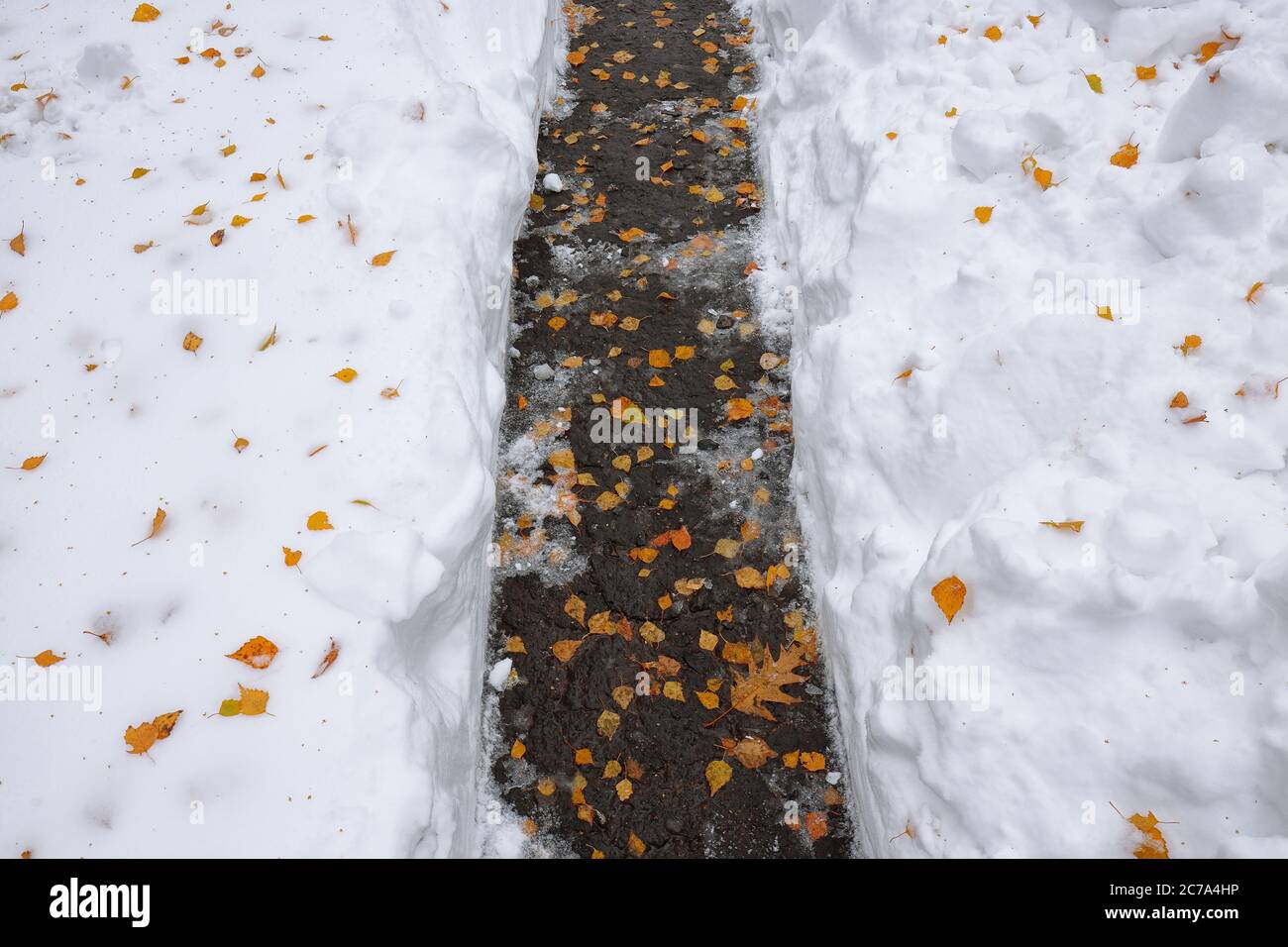 Feuilles d'orange mortes recouvertes de neige au sol. Feuille jaune. Automne automne automne. Banque D'Images