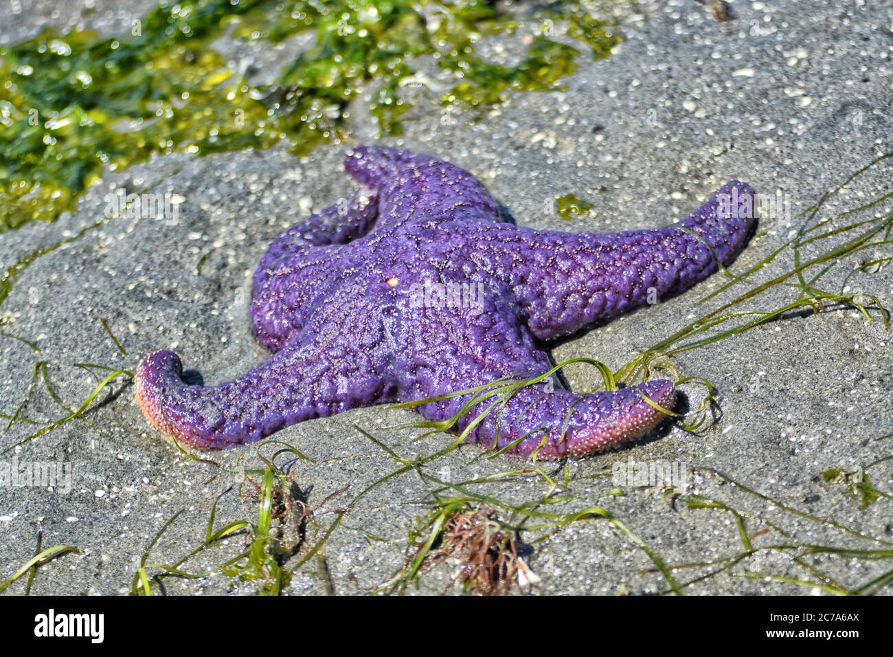 Violet Sea Star sur une plage de sable à marée basse. Banque D'Images