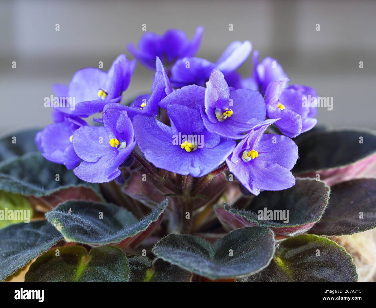 Saintpaulias violettes fleurs communément connues sous le nom de violettes africaines les violettes de Parme ferment sur un fond de bokeh coloré isolé. Banque D'Images