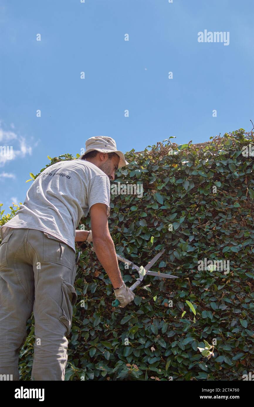 Homme élaguer un mur vert avec des ciseaux à main. Élagage ornemental de Ficus repens Banque D'Images
