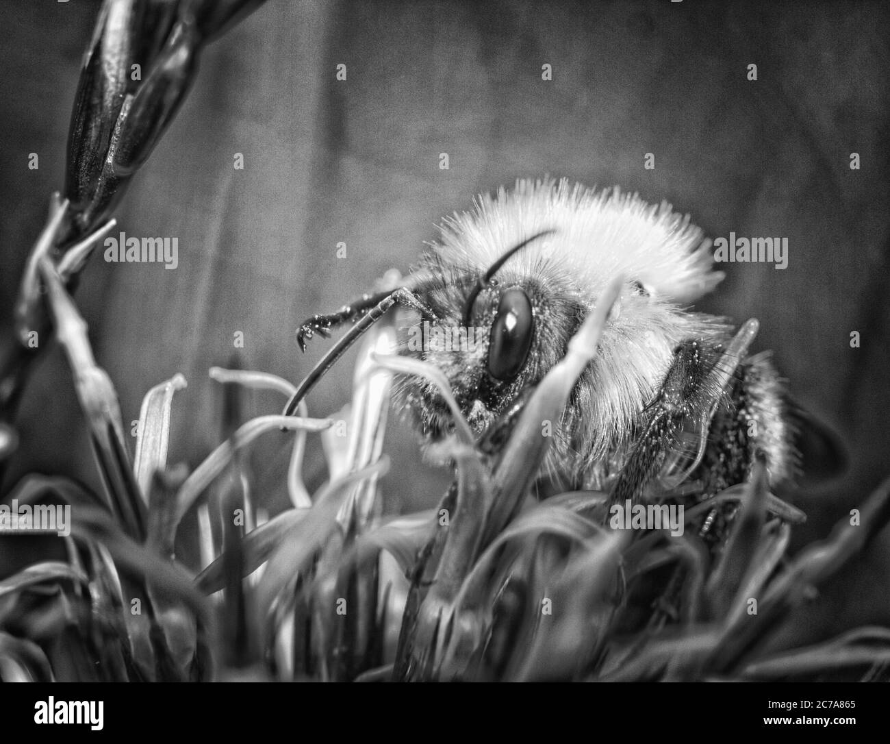 Bourdon sur une fleur d'allium. Banque D'Images