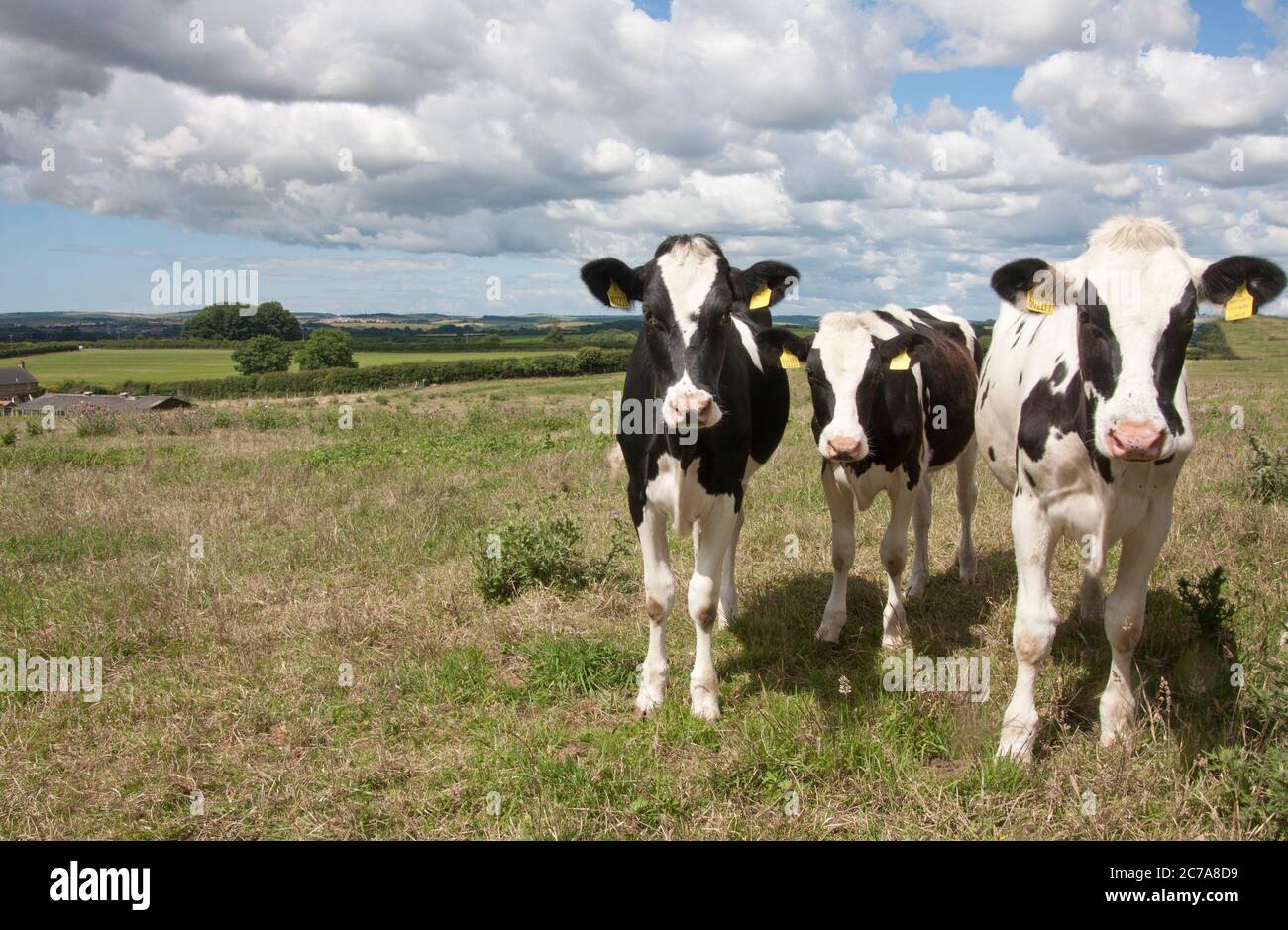 Scène pastorale autour du lieu de naissance de Hardy à Upper Bockhampton, NR Dorchester, Dorset, Angleterre Banque D'Images