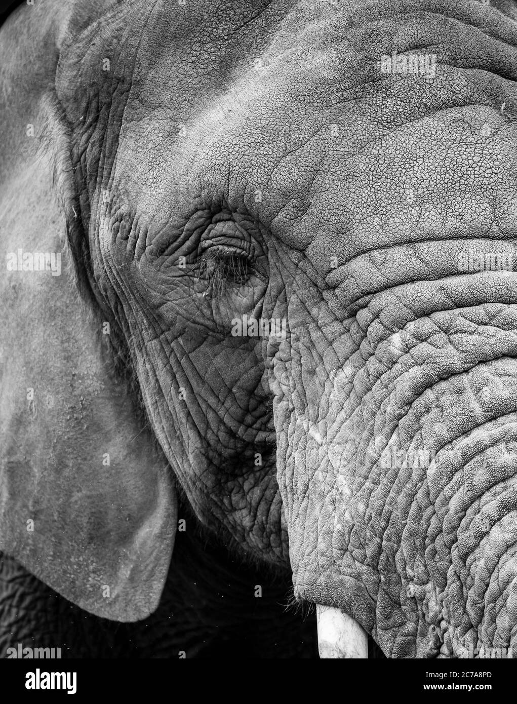 Vue détaillée et monochrome de la tête gros plan sur l'éléphant d'Afrique (Loxodonta africana) isolé en plein air à West Midland Safari Park, Royaume-Uni. Banque D'Images