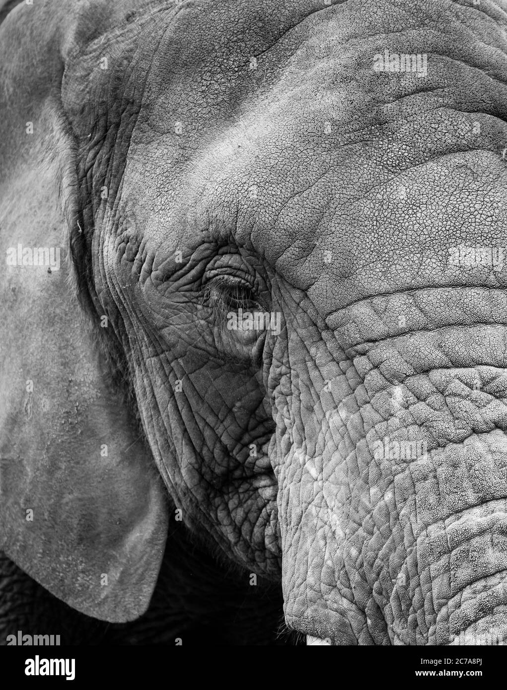 Vue détaillée, monochrome, tête gros plan d'un éléphant d'Afrique (Loxodonta africana) isolé en plein air à West Midland Safari Park, Royaume-Uni. Banque D'Images