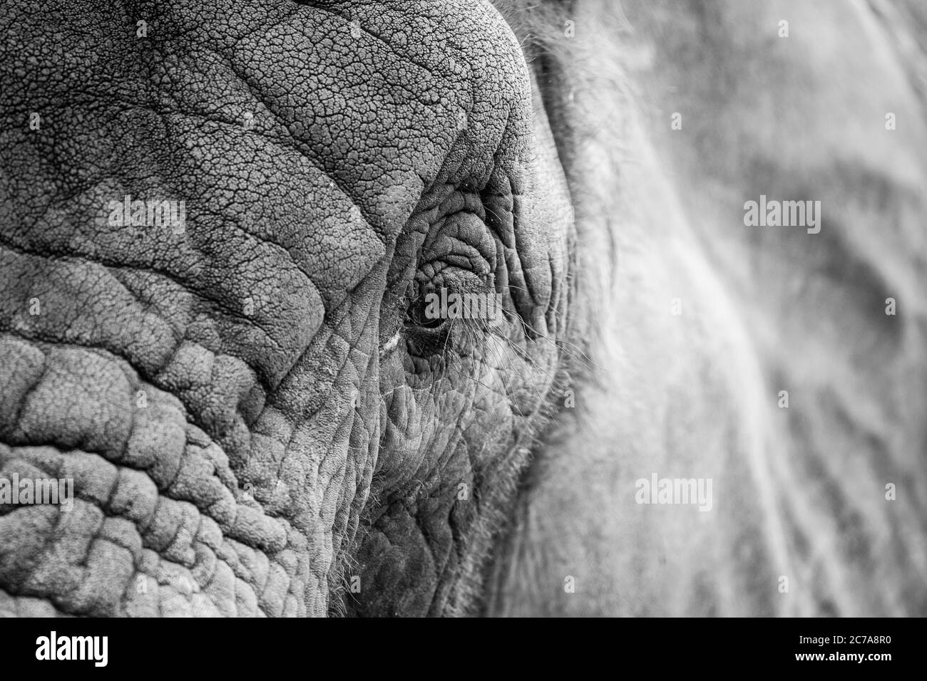 Vue détaillée et monochrome de la tête gros plan sur l'éléphant d'Afrique (Loxodonta africana) isolé en plein air à West Midland Safari Park, Royaume-Uni. Banque D'Images