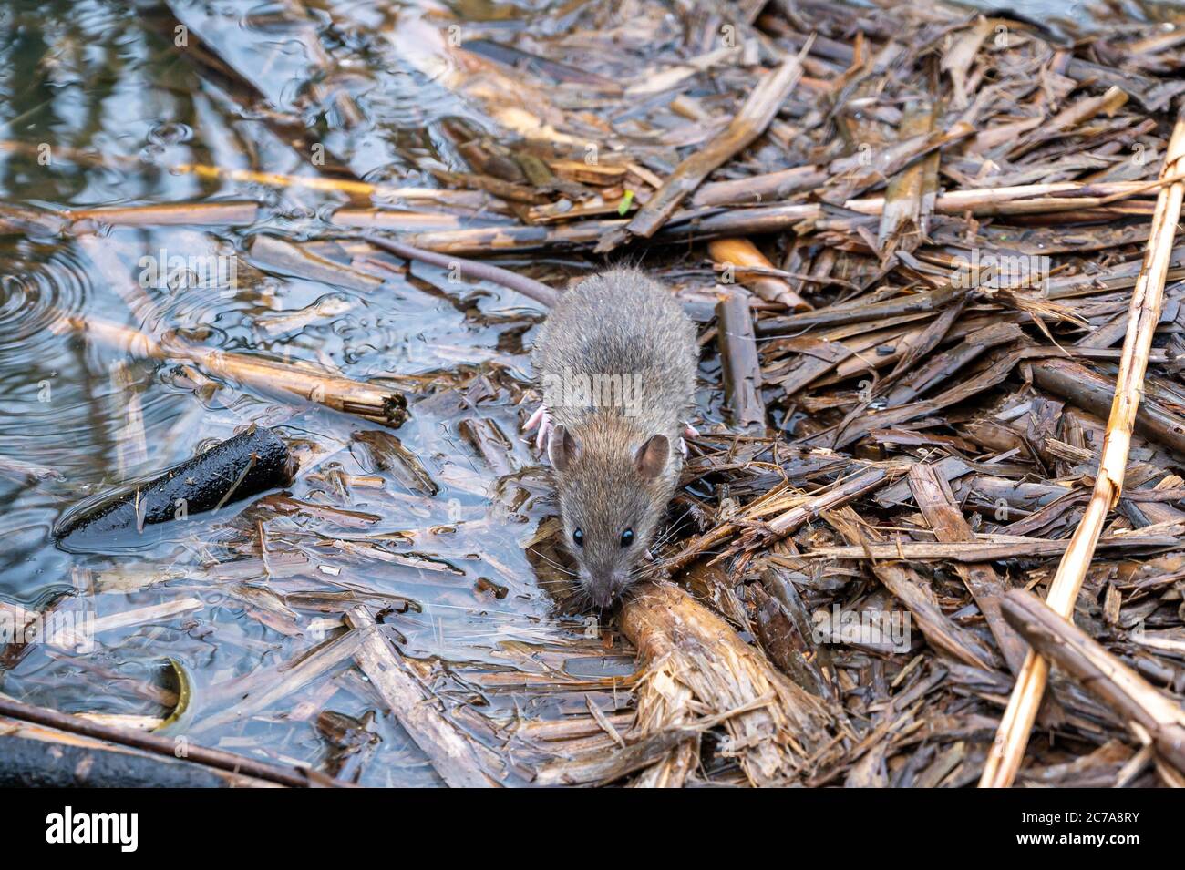 Rat brun, Rattus norvegicus, en quête de nourriture parmi la sous-croissance Banque D'Images