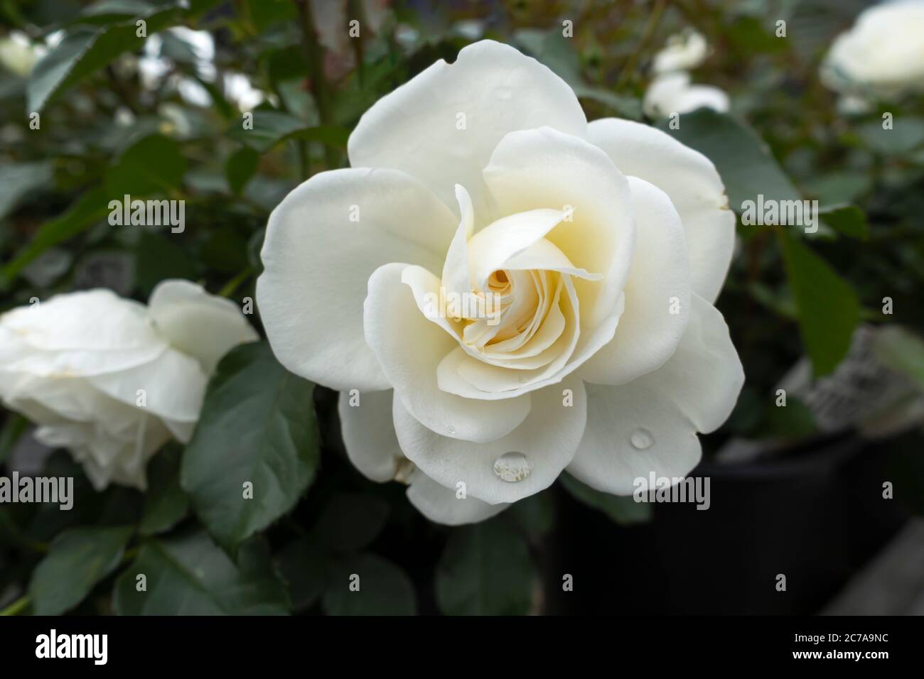 Gros plan d'une rose blanche Rosa Palace, floraison au Royaume-Uni Banque D'Images