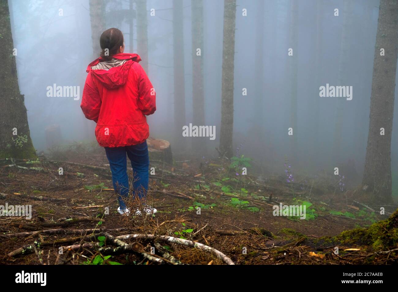 brouillard, femme et forêt d'épinette de l'est dans la région de la mer noire orientale Banque D'Images