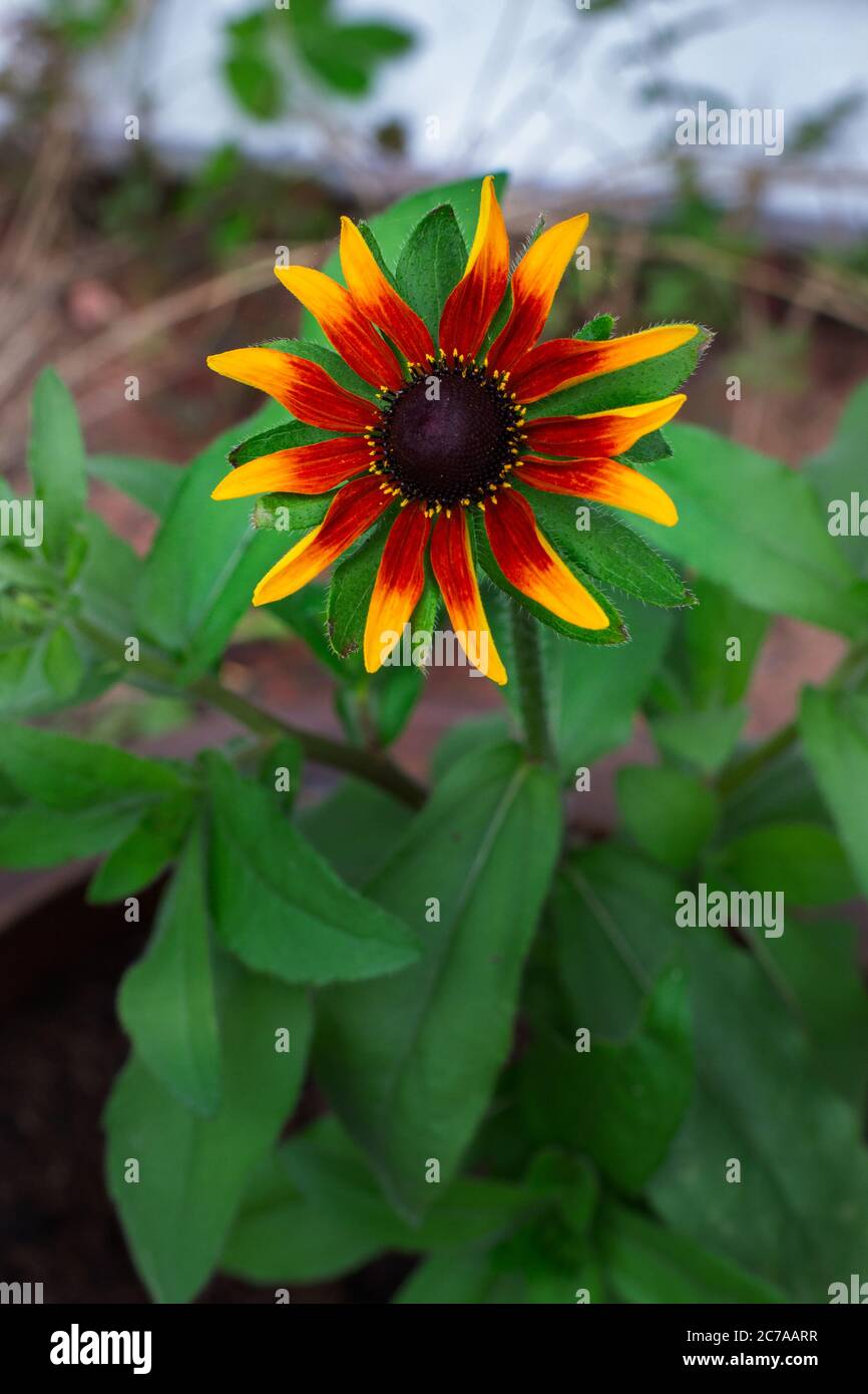 Gros plan d'une fleur de Rudbeckia Rustic Dwarf Mixed dans le jardin en été. La belle fleur jaune et orange brûlée s'ouvre Banque D'Images