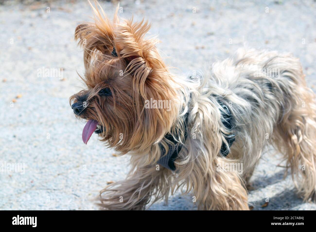 Le Terrier du Yorkshire gris avec sa langue pendante marche sur un trottoir en béton dans un collier. Banque D'Images