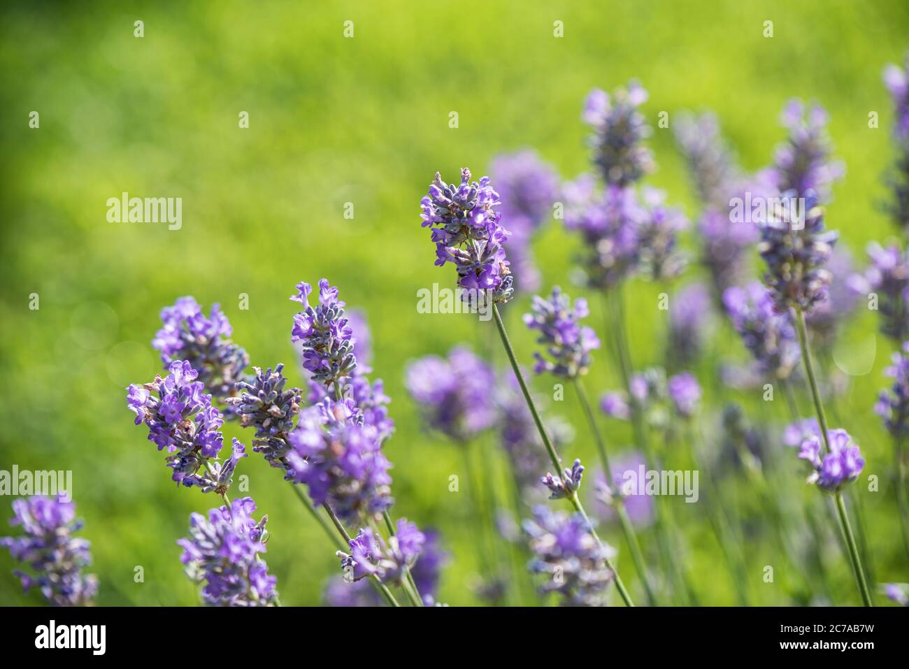 Close up of Lavender flowers Banque D'Images