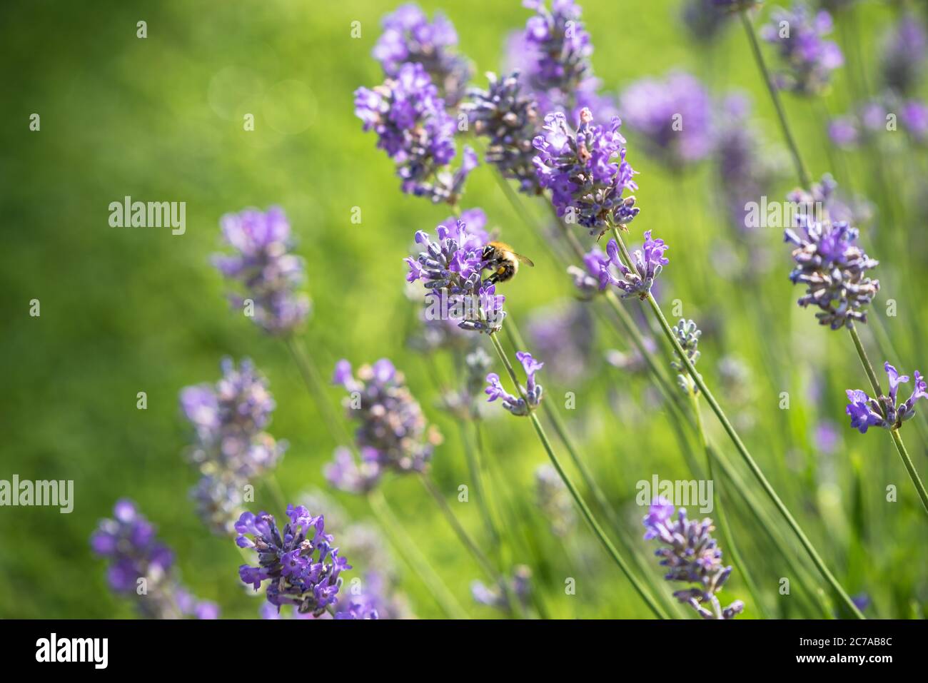 Abeille prendre le nectar d'une fleur de lavande et le polliniser Banque D'Images
