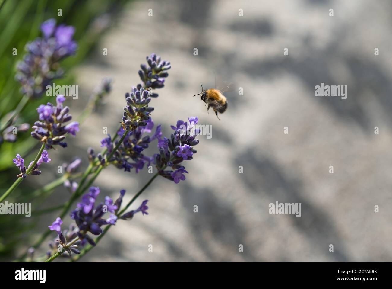 Abeille prendre le nectar d'une fleur de lavande et le polliniser Banque D'Images