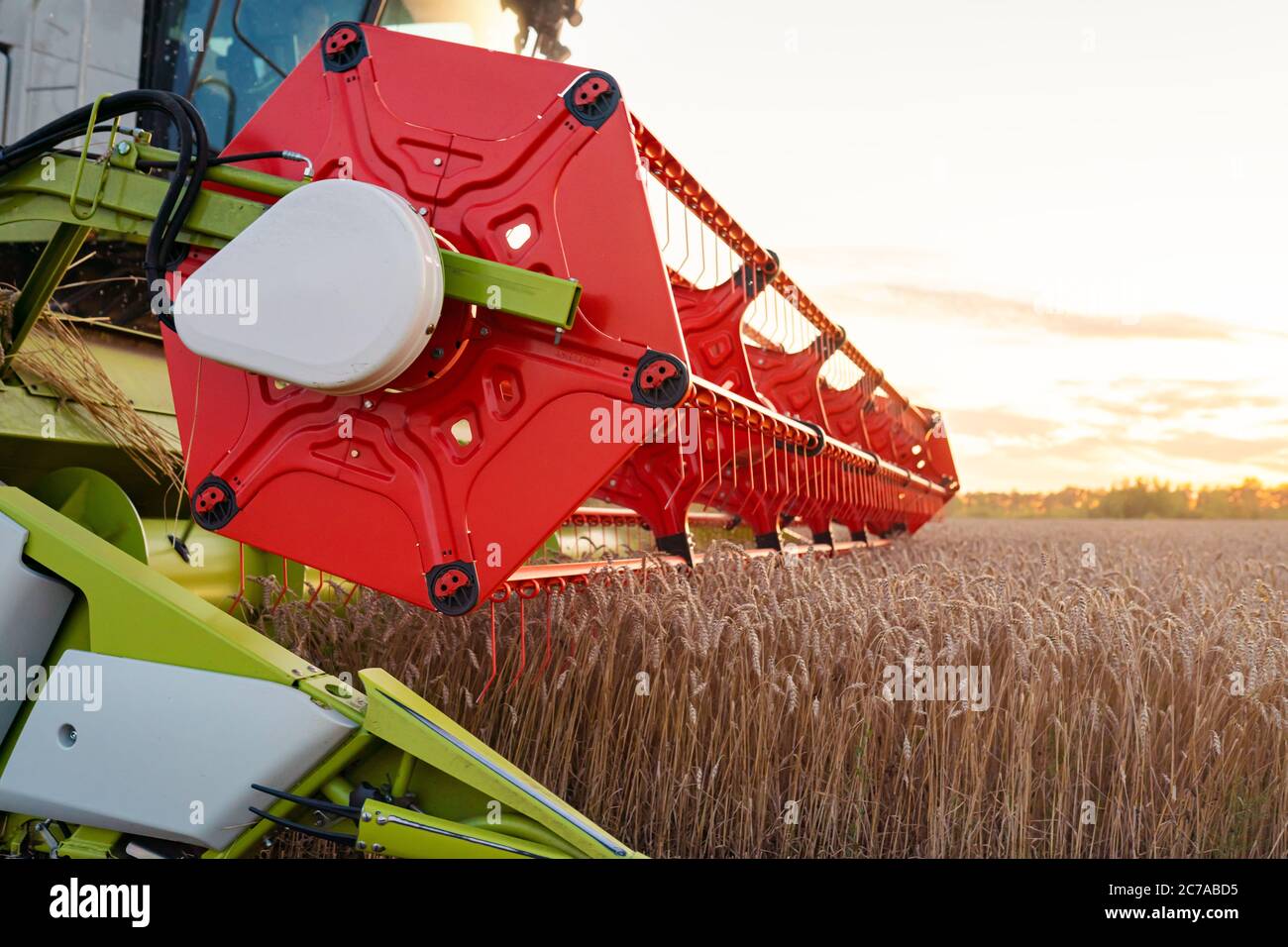 La moissonneuse-batteuse récolte du blé mûr. Des oreilles mûres de champ d'or sur le coucher de soleil ciel nuageux orange. . Image agricole Banque D'Images