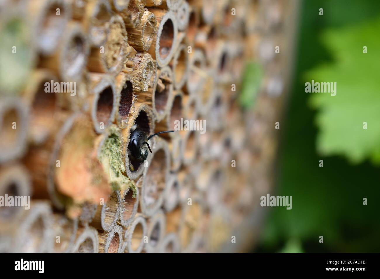 Les mineurs aussi connus sous le nom d'abeilles de cheminée sont des insectes noirs et jaunes furieux. Sympa ils ne piquent pas ou ne mordent pas. Ils sont importants pour la pollinisation des fleurs. Banque D'Images