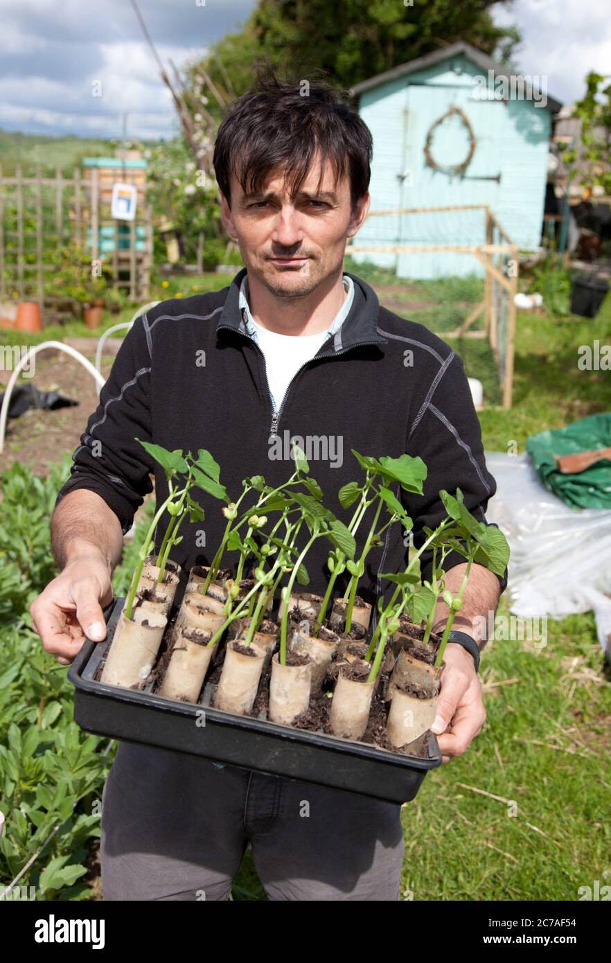 Jardinier plantant des semis de haricots borlotti sur son allotissement Banque D'Images