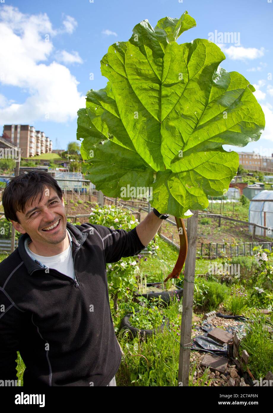 Jardinier sur l'allotement avec une feuille de rhubarbe fraîchement cueillie Banque D'Images