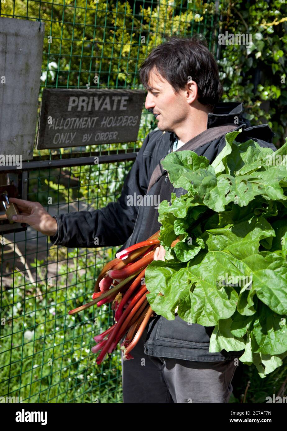 Un jardinier avec un rhubarbe fraîchement cueilli ferme sa porte d'entrée Banque D'Images