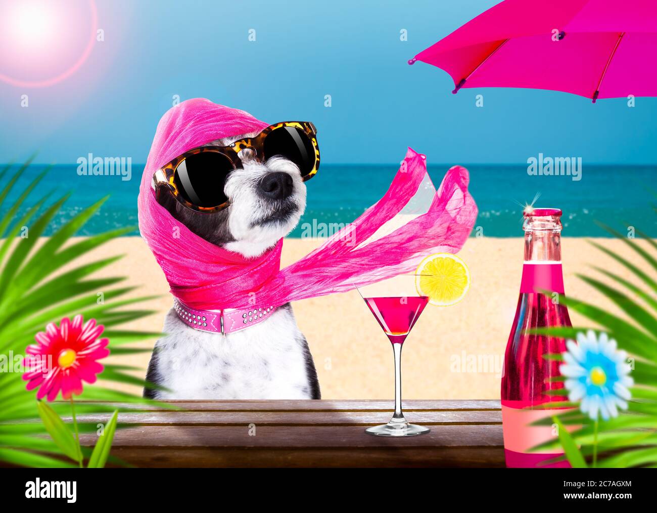 lady diva poodle chien avec lunettes de soleil pendant les vacances d'été  avec un cocktail ou une boisson au bar club de la plage Photo Stock - Alamy