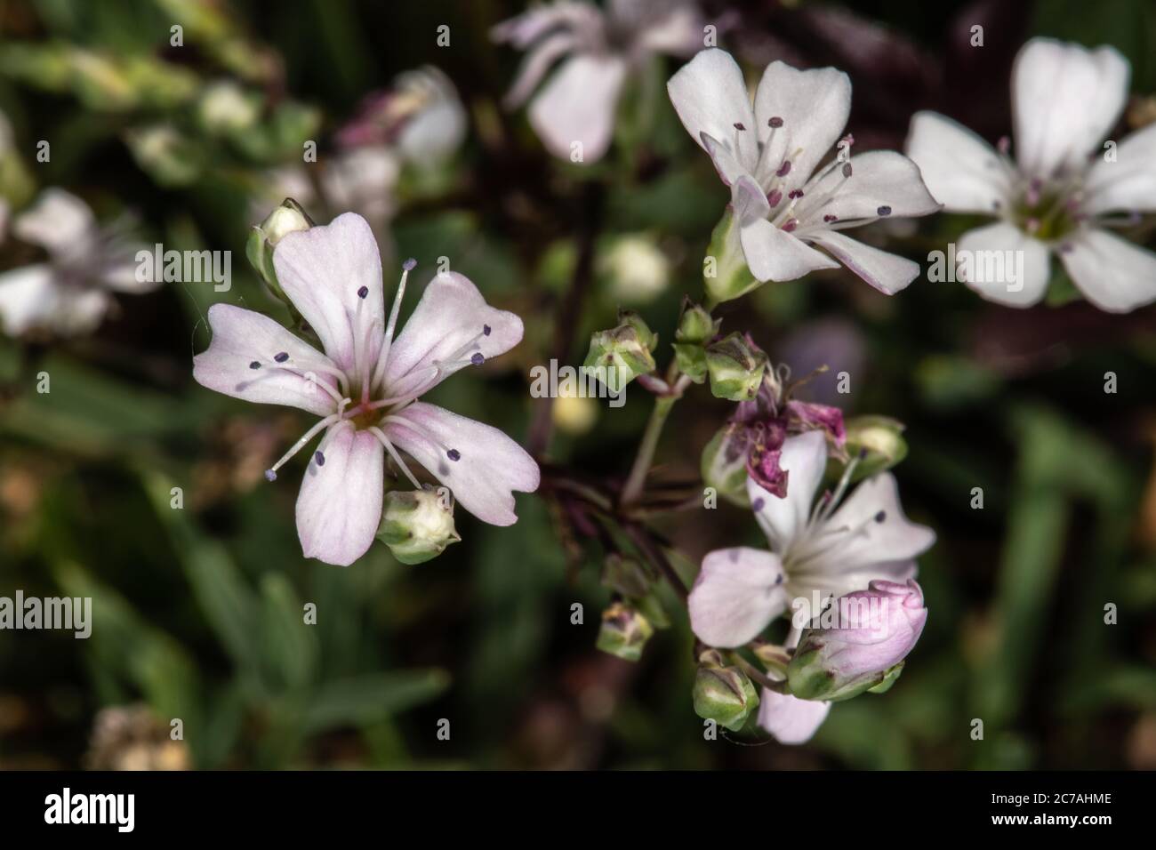 Alpine Gypsophila ou respiration rampante de bébé (Gypsophila repens) Banque D'Images