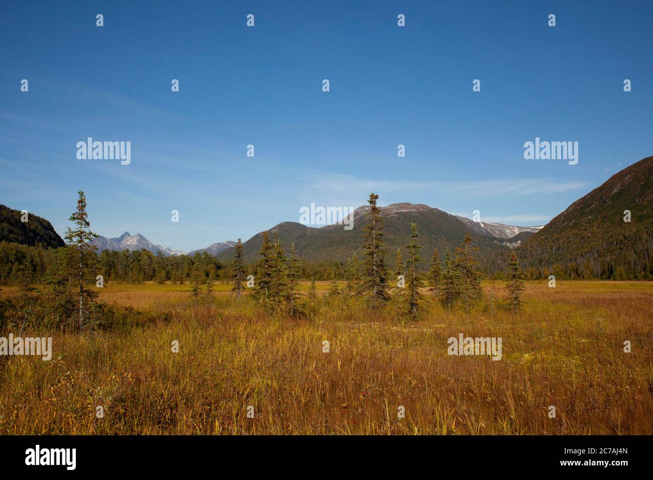 Un pré d'automne en Alaska avec des herbes dorées et des montagnes escarpées sous un ciel bleu clair, mettant en valeur la beauté immaculée de la nature sauvage Banque D'Images