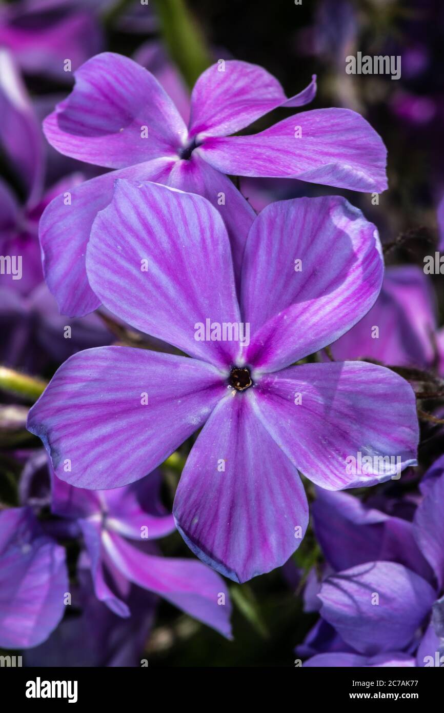 Phlox des bois (Phlox divarcata cv Blue Dreams) Banque D'Images