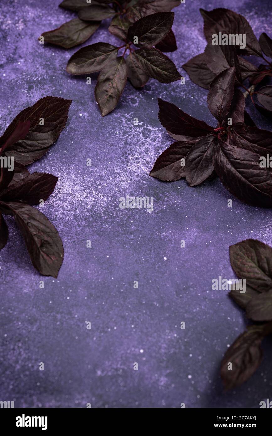 Fond cosmique violet avec feuilles sombres Banque D'Images