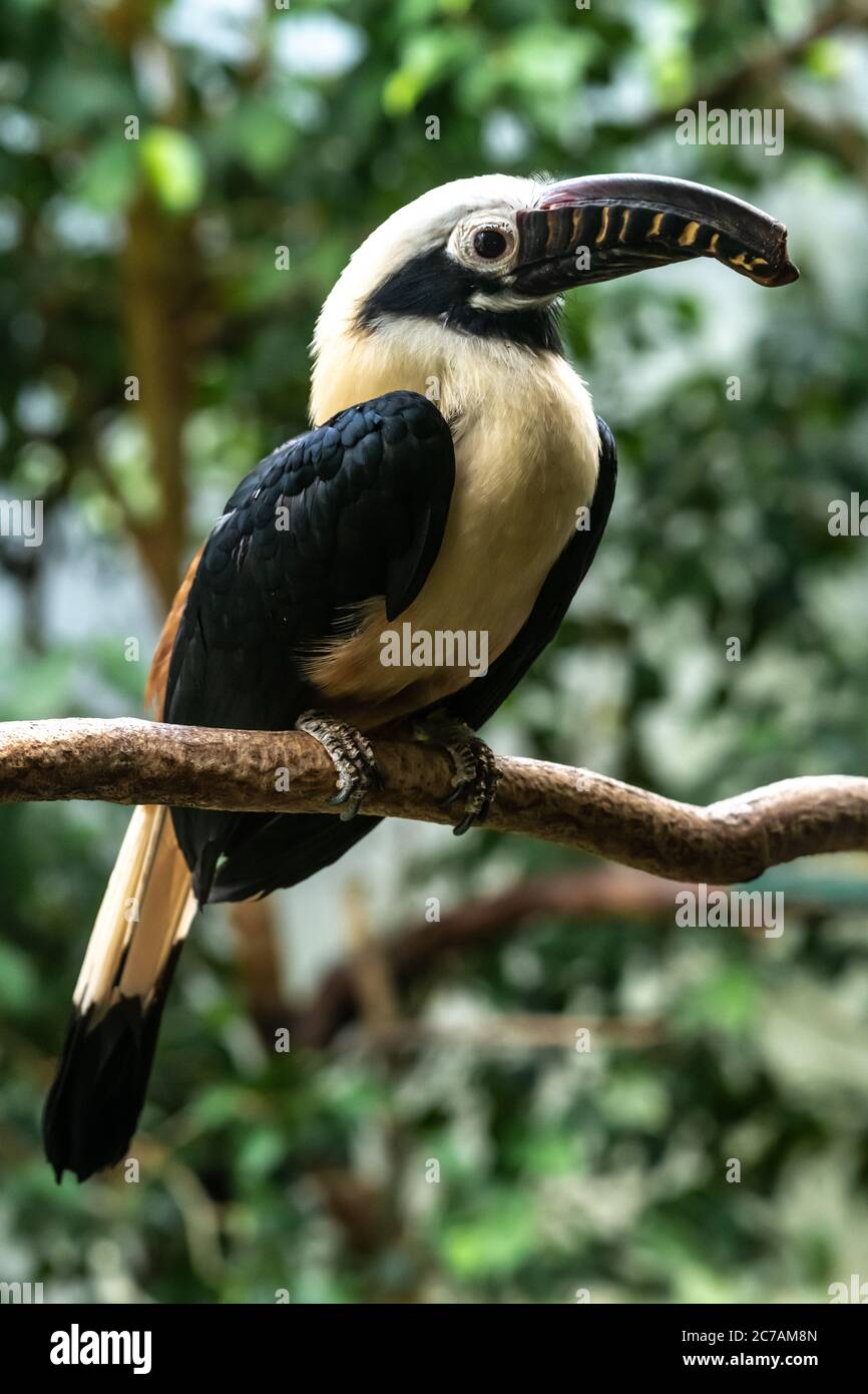 Portrait de Visayan charme (Penelopides panini) Banque D'Images