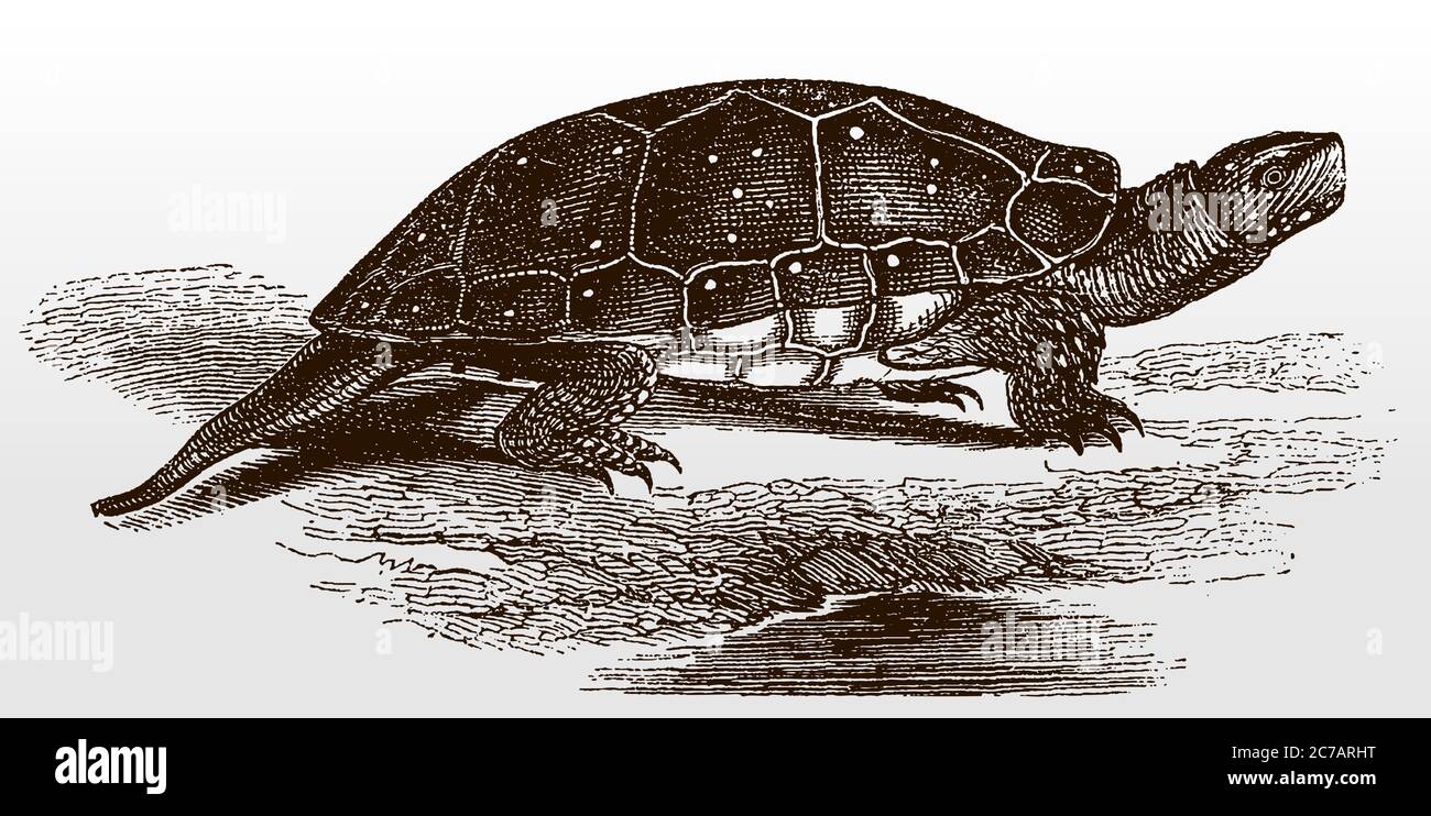 Espèce menacée de tortue ponctuée, clemmys guttata, d'Amérique du Nord, vue latérale après une illustration antique du XIXe siècle Illustration de Vecteur