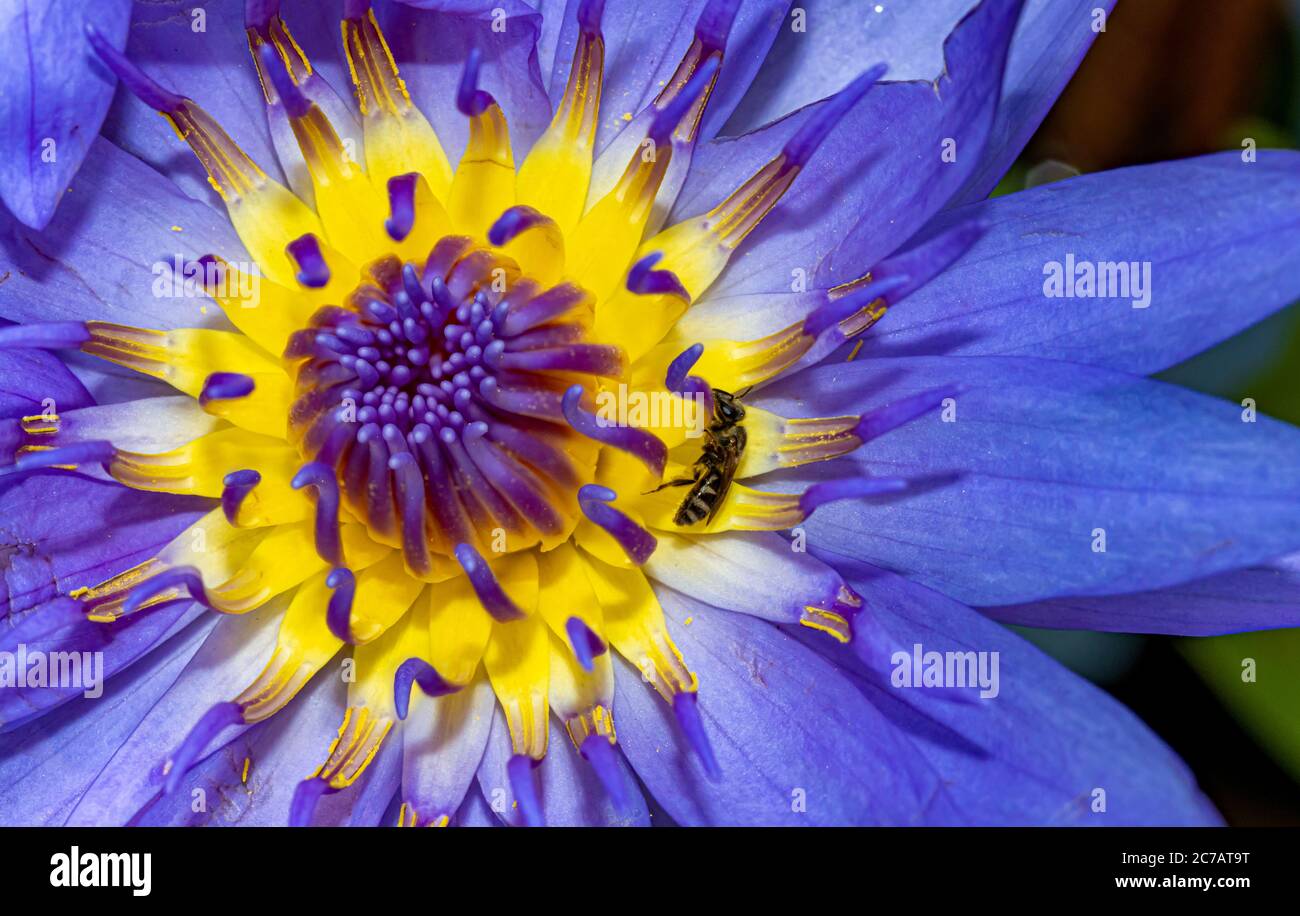 Abeille sur une fleur avec des étamines d'un pistil d'eau, vue macro. Fleur de lotus colorée. Banque D'Images