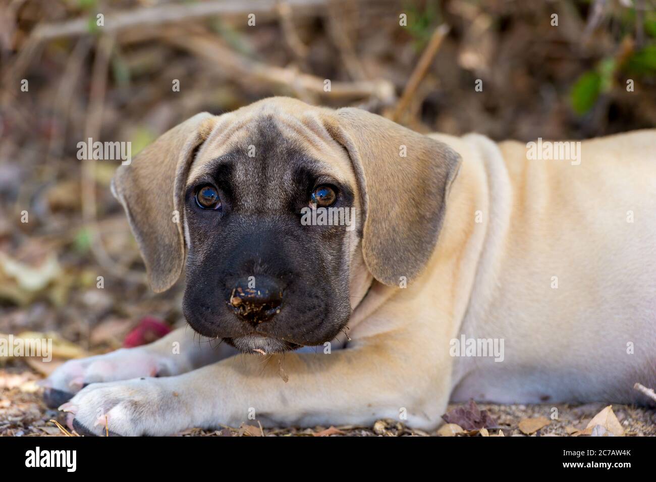 Un joli gros plan d'un chien de chiot est à l'extérieur avec quelque chose sur son nez Banque D'Images