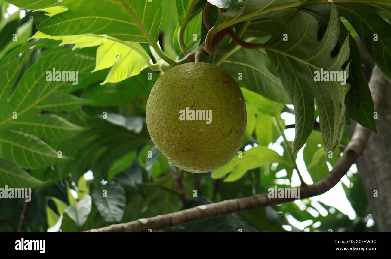 Le fruit à pain ou Artocarpus altilis pousse sur un arbre à Bogor, Java ...